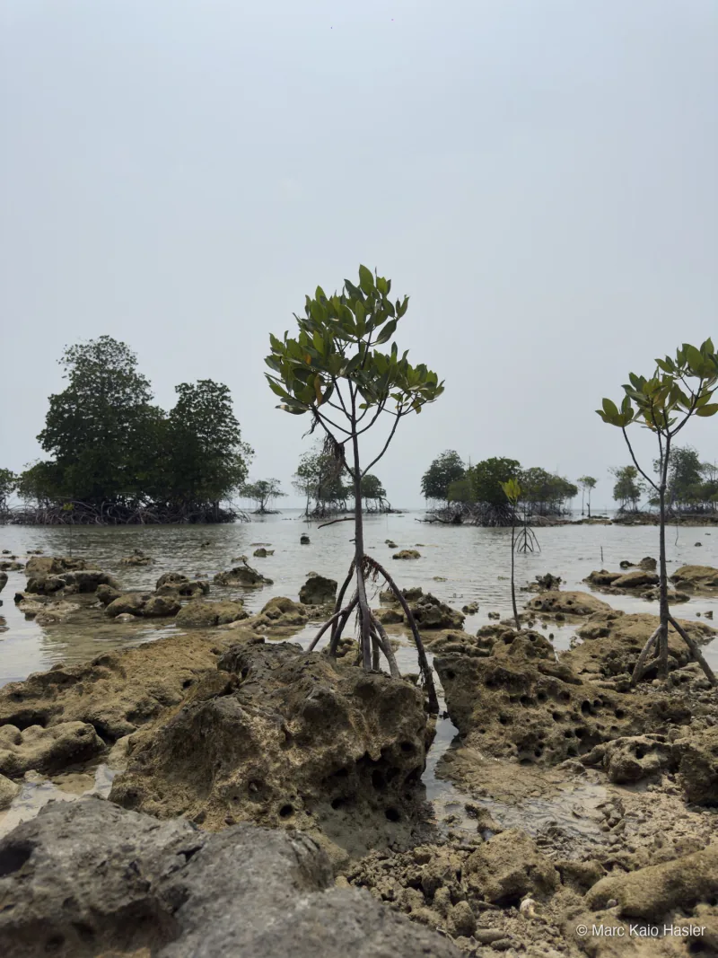 Mangroves at low tide, Bintan, Indonesia, 2026